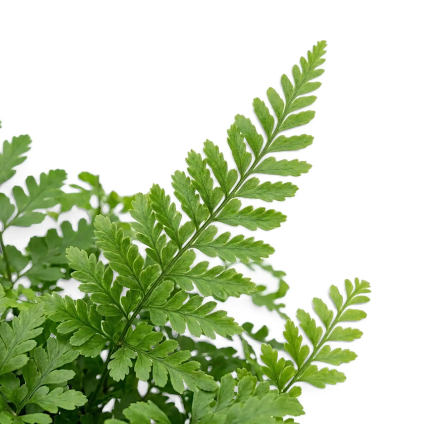Close-up of an Asplenium 'Parvati' frond with rounded, finely cut leaflets