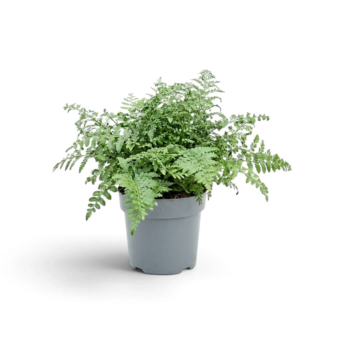 Asplenium 'Parvati' with a full mound of finely divided green fronds