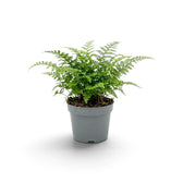 Asplenium 'Parvati' with upright feathery fronds in a grey nursery pot