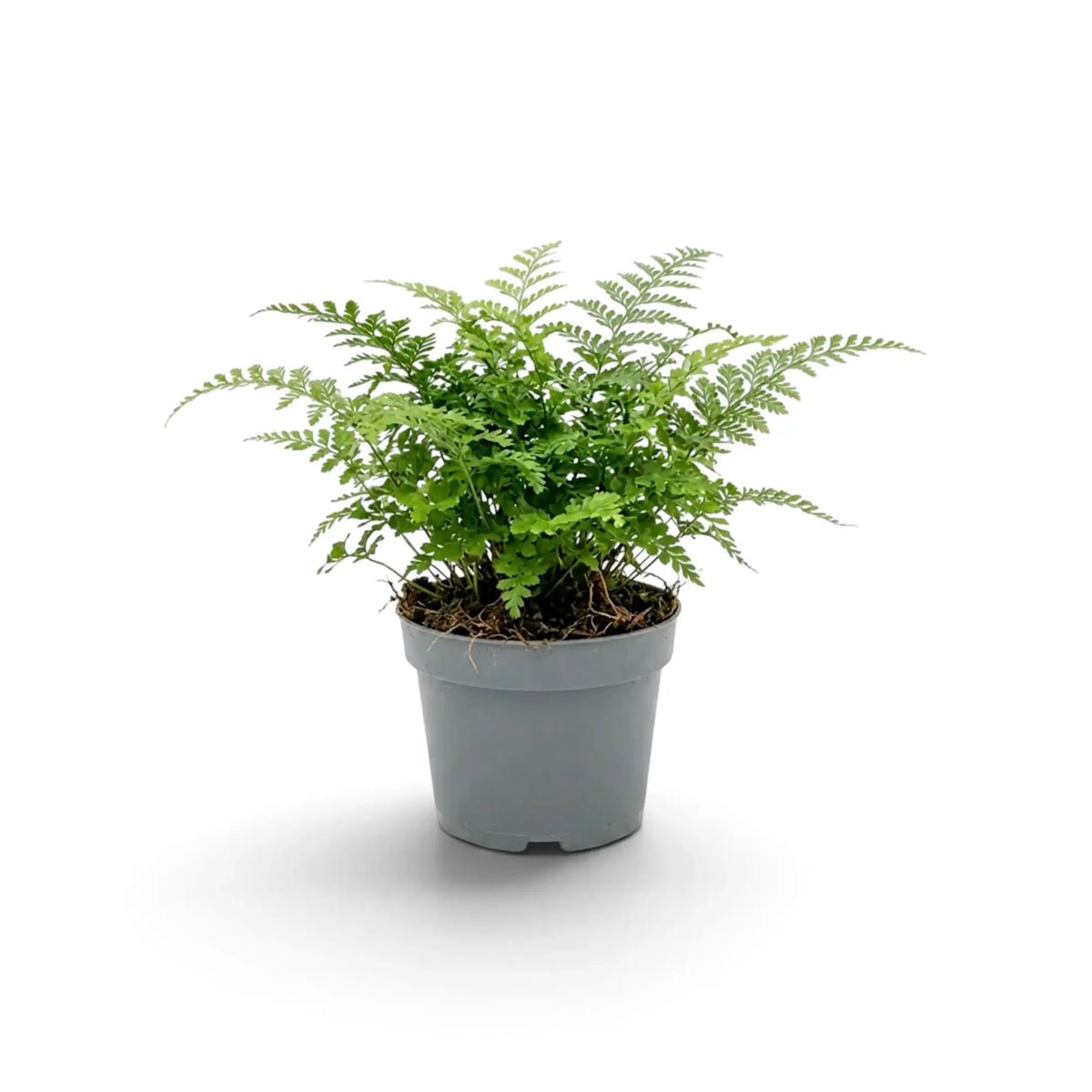 Asplenium 'Parvati' with upright feathery fronds in a grey nursery pot