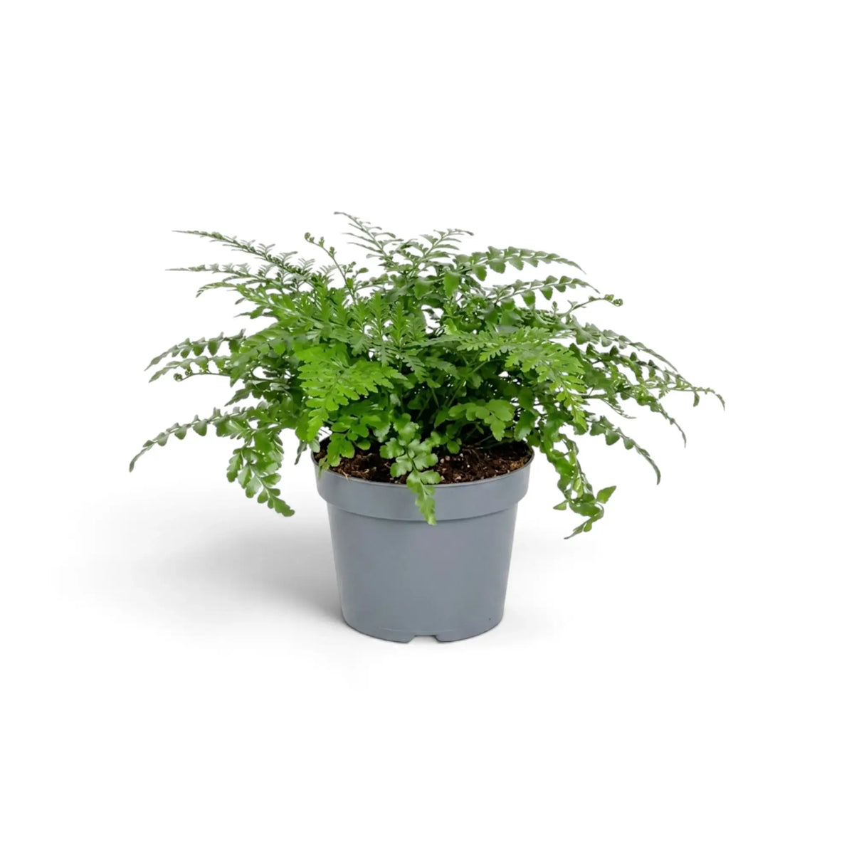Asplenium 'Parvati' with arching fronds viewed from a slight angle