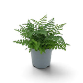 Compact Asplenium 'Parvati' with rounded leaflets and a dense, even shape