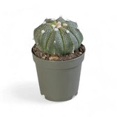 Astrophytum 'COKabuto' (Astrophytum hybrid SK-CO) potted plant in nursery pot on white background.