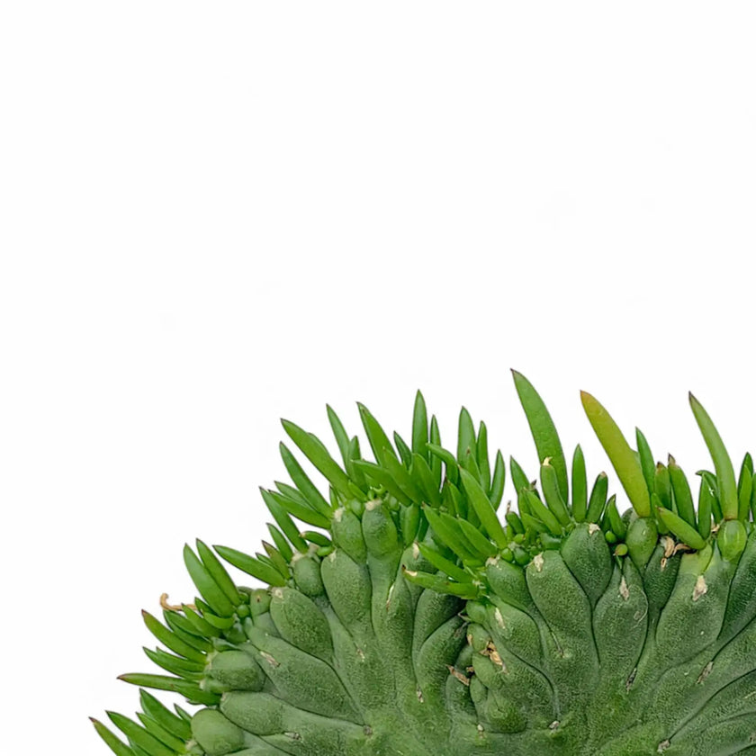 Austrocylindropuntia subulata f. cristata leaf detail on white background.
