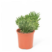 Austrocylindropuntia subulata f. cristata potted plant in nursery pot on white background.