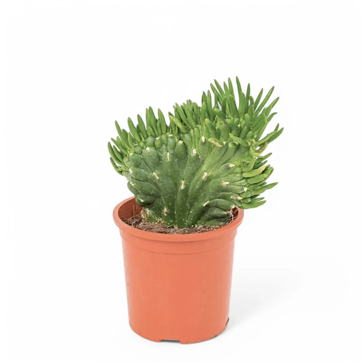 Austrocylindropuntia subulata f. cristata potted plant in nursery pot on white background.