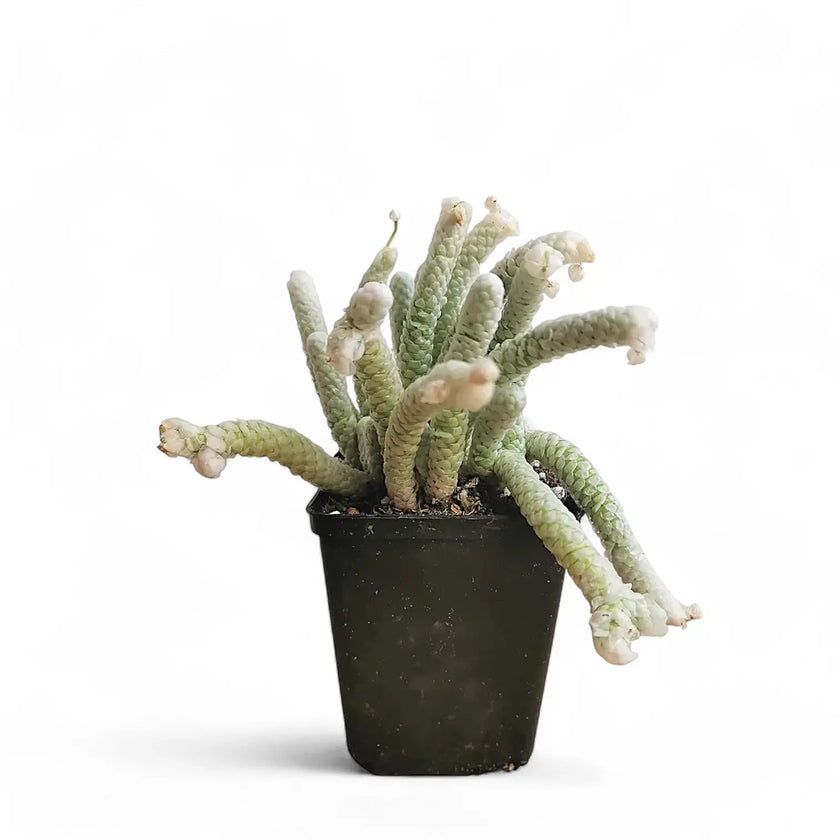 Avonia papyracea potted plant in nursery pot on white background.