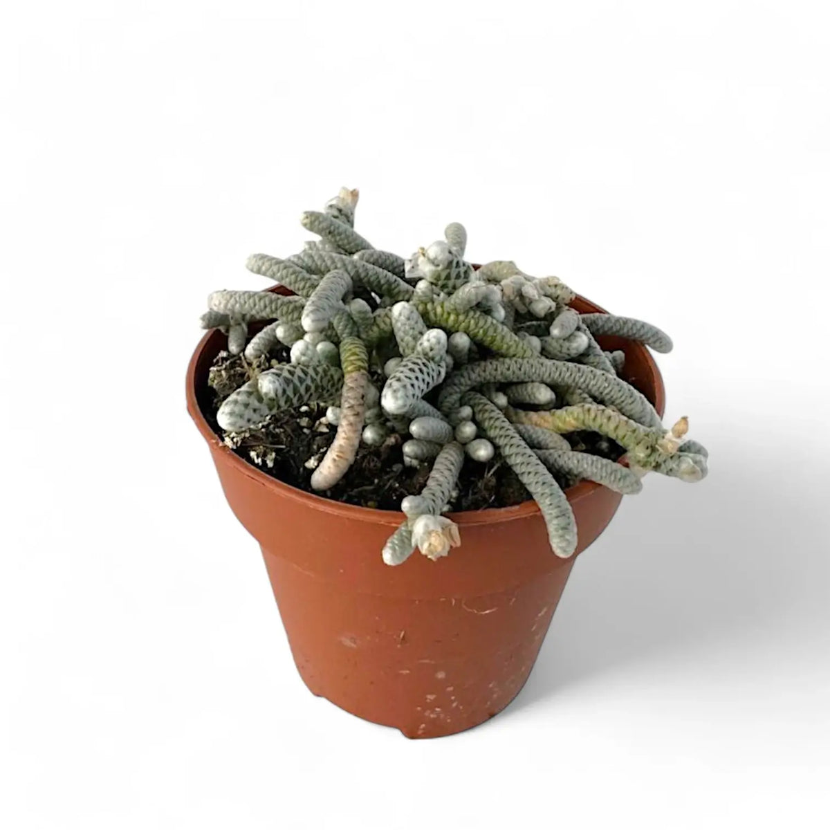 Avonia papyracea potted plant in nursery pot on white background.