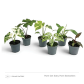 Sechs verschiedene Jungpflanzen aus dem Set Baby Plant Bestsellers nebeneinander in grauen Kulturtöpfen