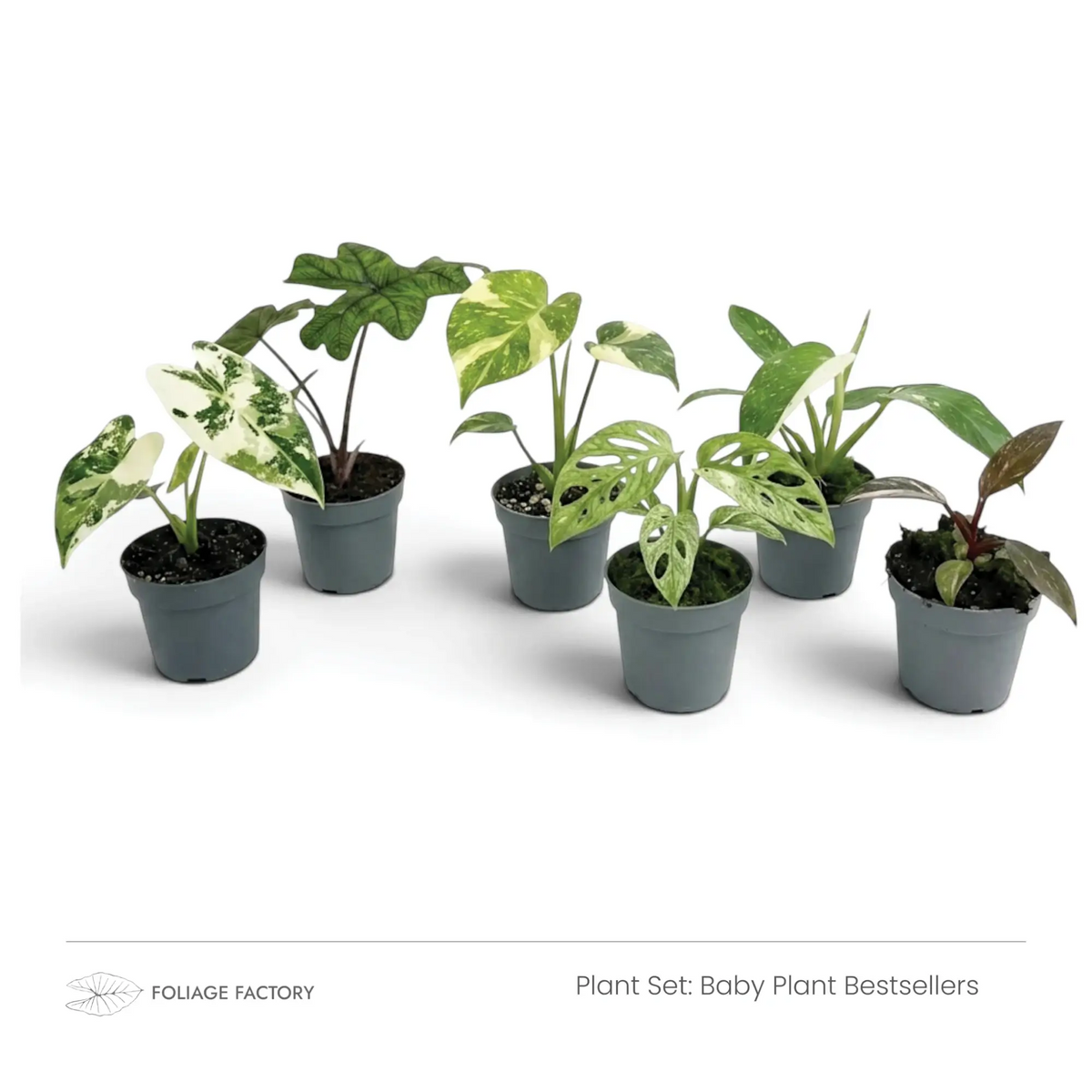 Sechs verschiedene Jungpflanzen aus dem Set Baby Plant Bestsellers nebeneinander in grauen Kulturtöpfen
