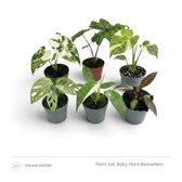 Pflanzenset Baby Plant Bestsellers mit sechs verschiedenen Jungpflanzen zusammen in grauen Kulturtöpfen