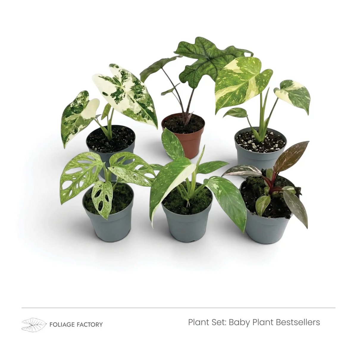 Pflanzenset Baby Plant Bestsellers mit sechs verschiedenen Jungpflanzen zusammen in grauen Kulturtöpfen