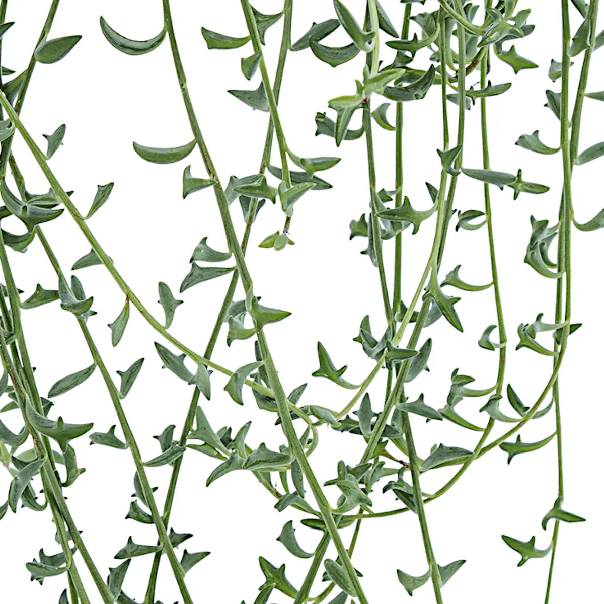 Bacurio delphinatifolius (Senecio peregrinus) – Blattdetail vor weißem Hintergrund..