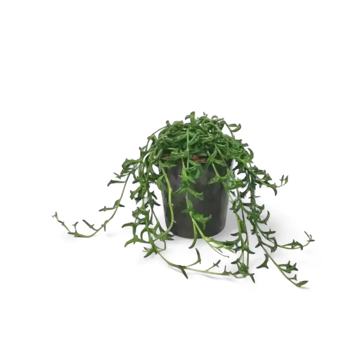 Bacurio delphinatifolius (Senecio peregrinus) – Zimmerpflanze im Kulturtopf auf weißem Hintergrund, Produktfoto 2.