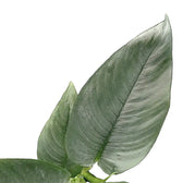 Bau hendrikii leaf close-up on white background.