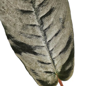 Bau metallica leaf detail on white background.