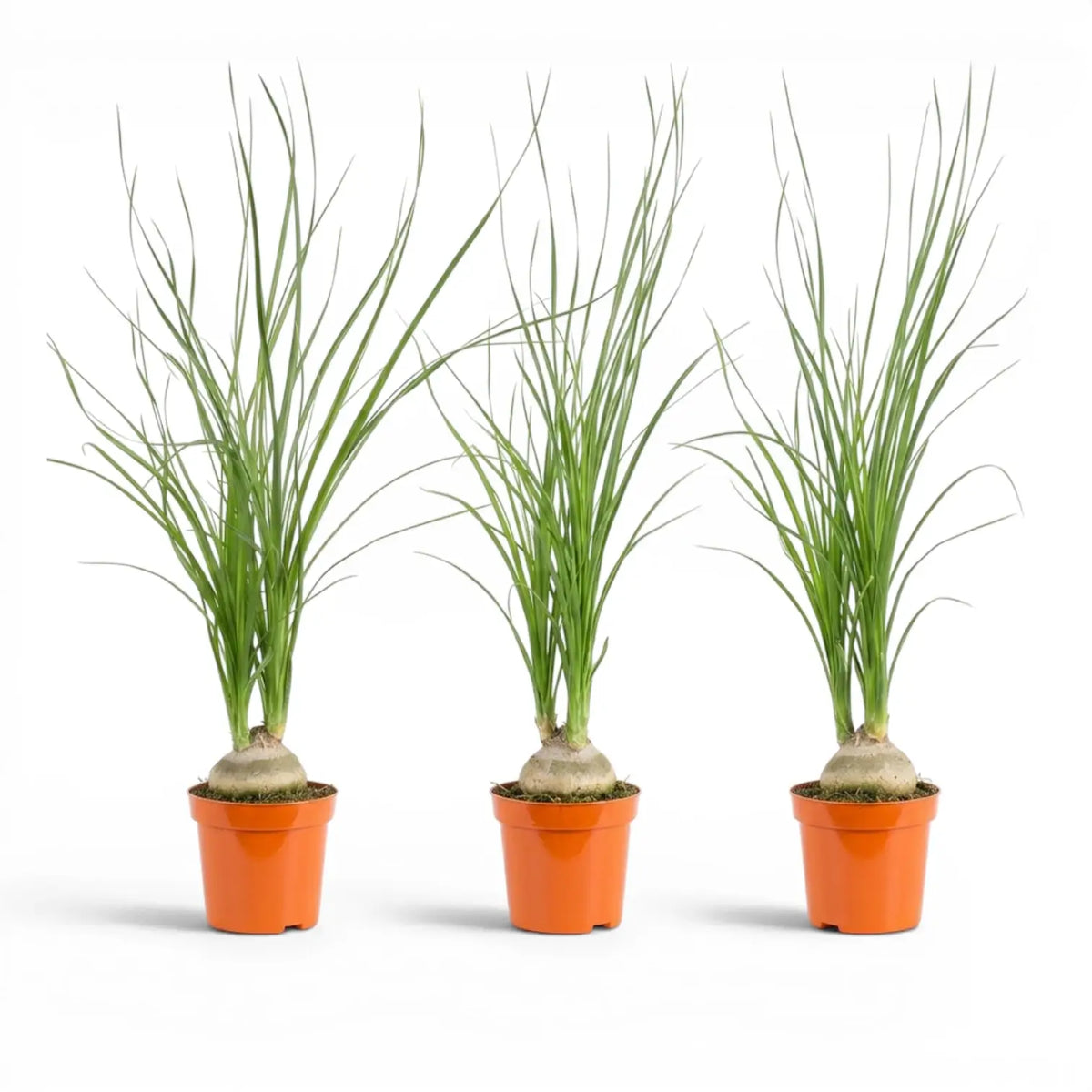 Small Beaucarnea recurvata baby plant in a nursery pot on white background