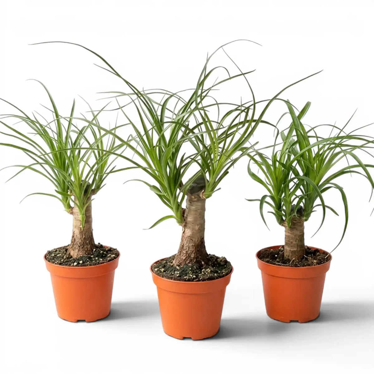 Beaucarnea recurvata baby plant in a nursery pot on white background