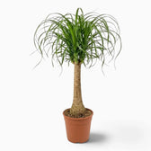 Beaucarnea recurvata extra-large plant with a swollen base and long, arching leaves
