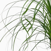 Beaucarnea recurvata foliage close-up showing long, narrow, arching leaves