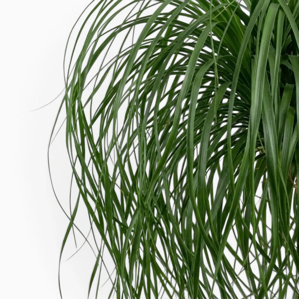 Beaucarnea recurvata foliage close-up showing long, narrow, arching leaves