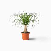 Beaucarnea recurvata small plant with a swollen base and long, arching leaves