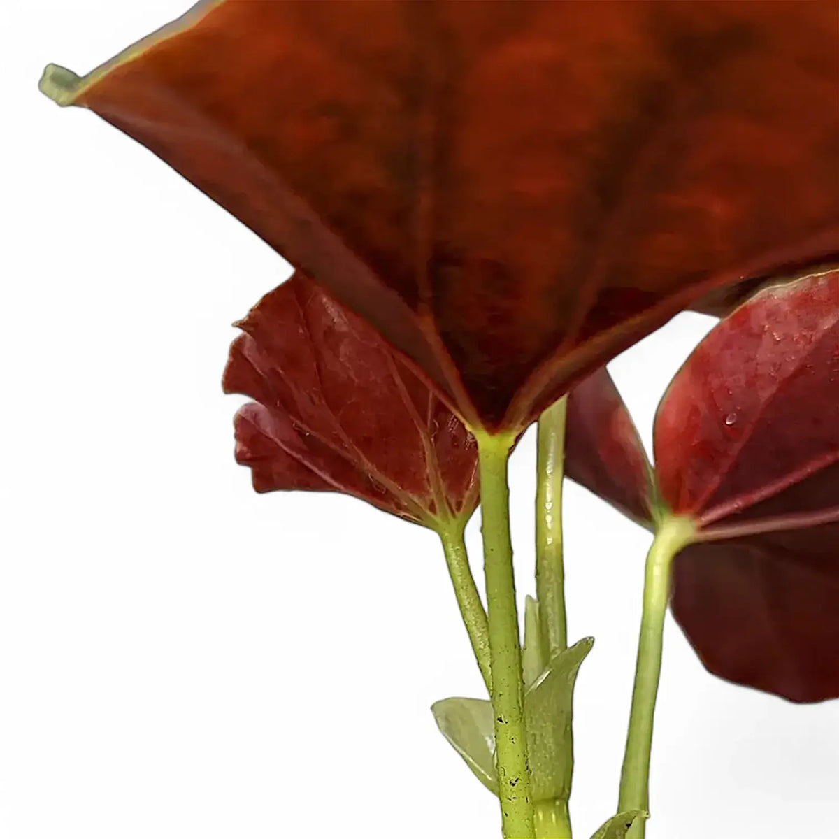 Begonia 'Alice Faye' leaf detail on white background.