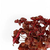 Begonia 'Autumn Crinkle' leaf detail on white background.
