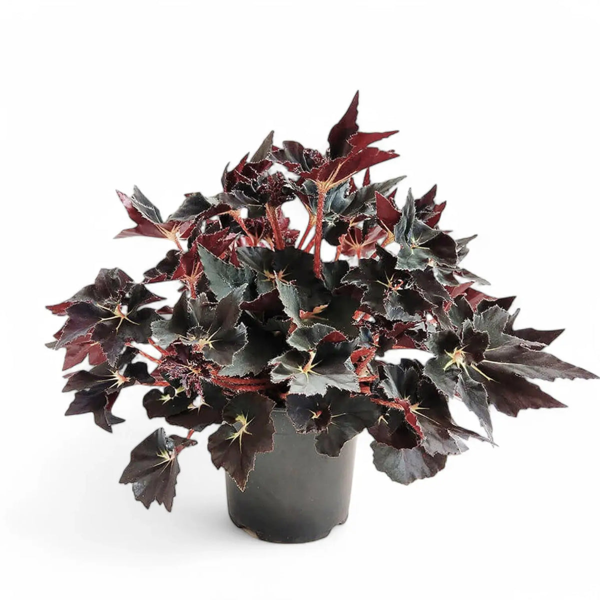 Begonia 'Black Fang' potted plant in nursery pot on white background.