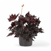 Begonia 'Black Fang' potted plant in nursery pot on white background.