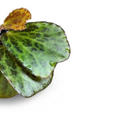 Begonia blancii (mottled form) leaf close-up on white background.