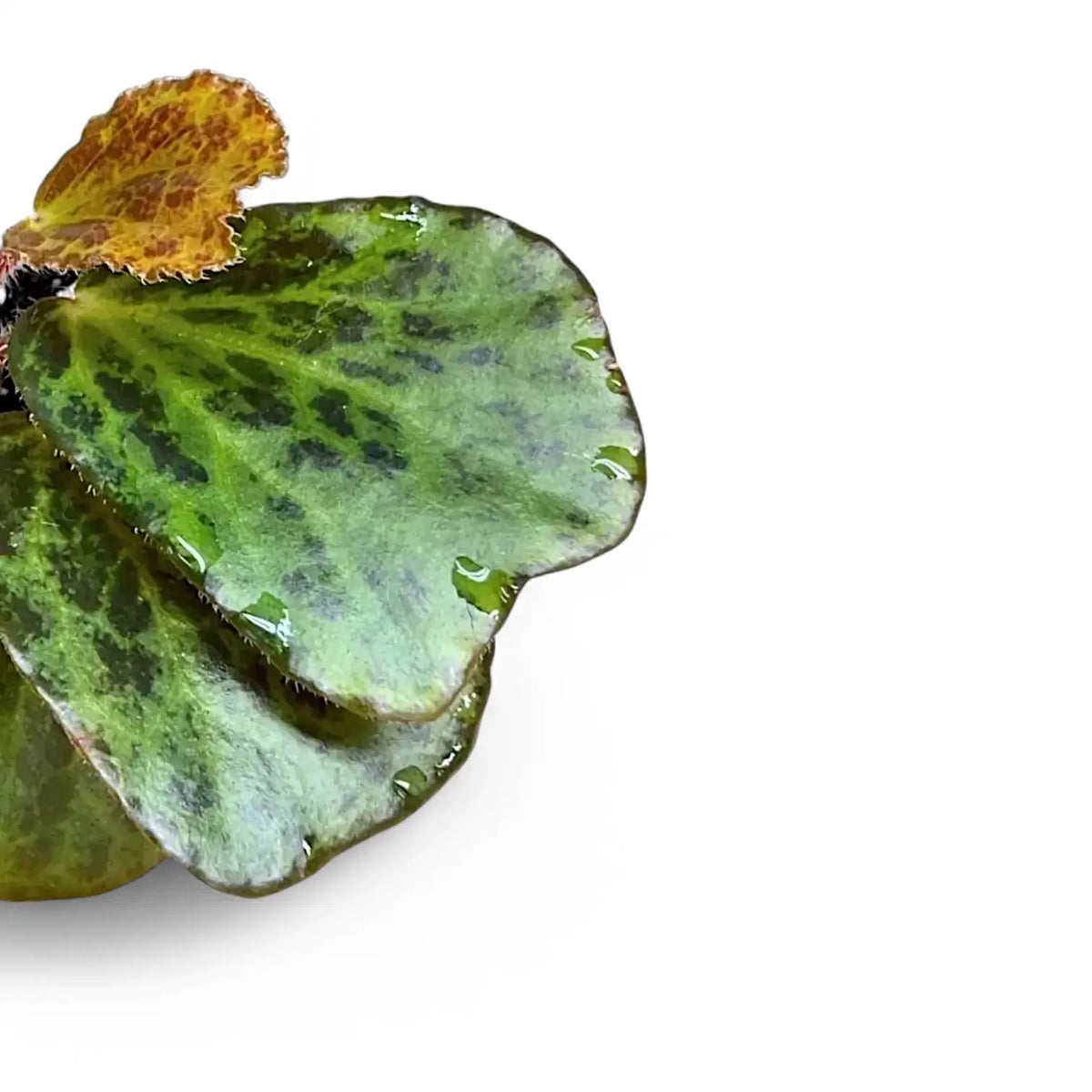 Begonia blancii (mottled form) leaf close-up on white background.
