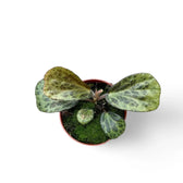 Begonia blancii (mottled form) potted plant in nursery pot on white background.