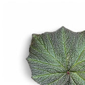 Begonia 'Boomer' leaf detail on white background.
