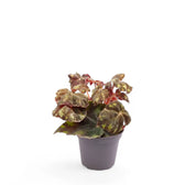 Begonia bowerae 'Tiger' potted plant in nursery pot on white background.
