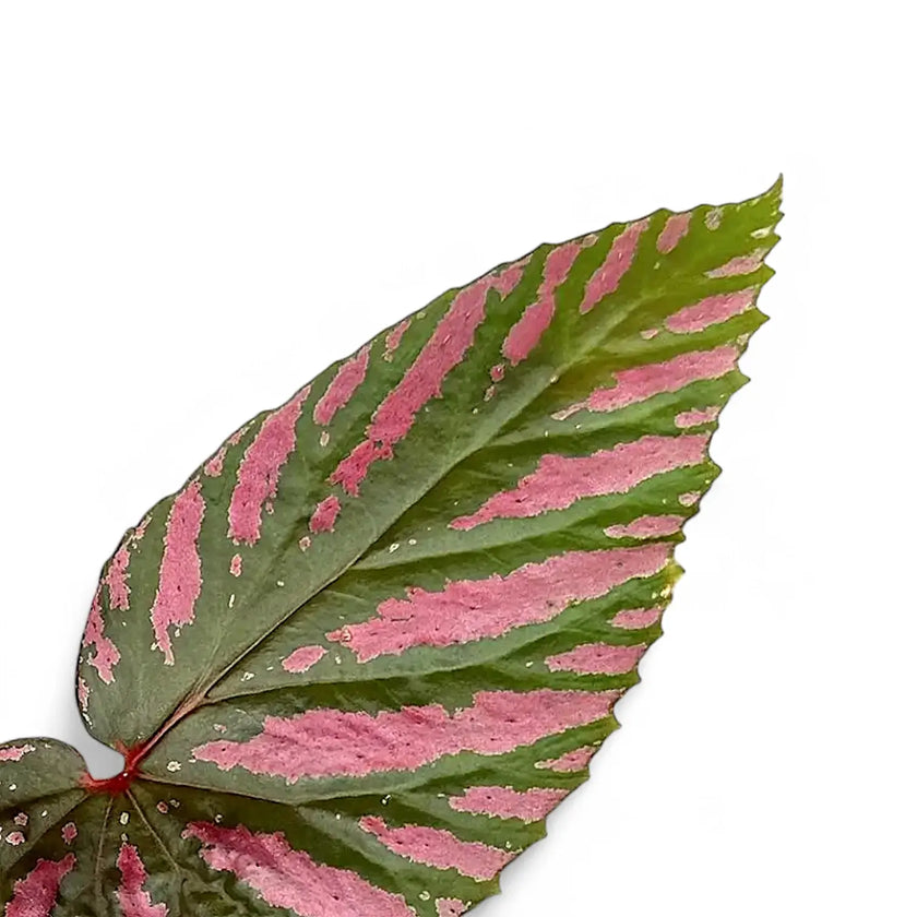 Begonia brevirimosa subsp. exotica close-up of leaf on white background.