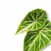 Begonia chingipengii close-up of leaf on white background.