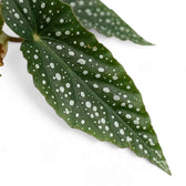Close-up of a pointed Begonia 'Double Dot' leaf covered in round silver spots