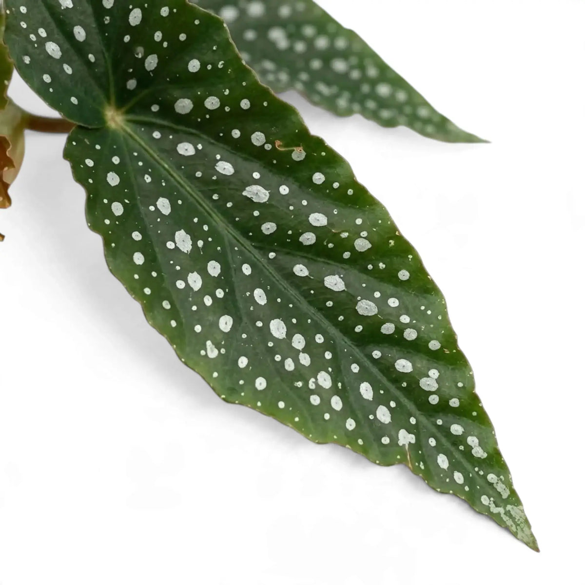 Close-up of a pointed Begonia 'Double Dot' leaf covered in round silver spots