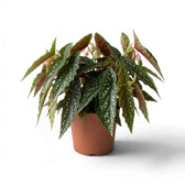 Begonia 'Double Dot' in an orange nursery pot with spotted leaves and pink blooms