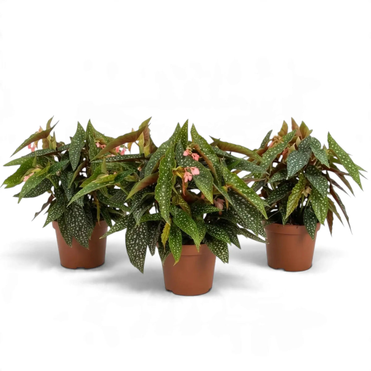 Three Begonia 'Double Dot' plants with spotted leaves and small pink flowers