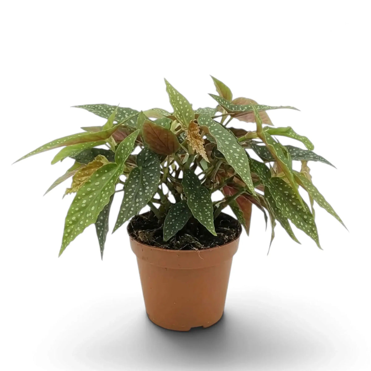 Potted Begonia 'Double Dot' with silver-spotted foliage and bronze-toned leaves