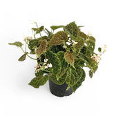 Begonia dracopelta potted plant in nursery pot on white background.