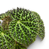 Begonia ferox Nahaufnahme mit strukturierten grünen Blättern und dunklen, erhabenen Zeichnungen.