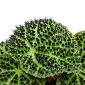 Begonia ferox Nahaufnahme mit strukturierten grünen Blättern und dunklen, erhabenen Zeichnungen.