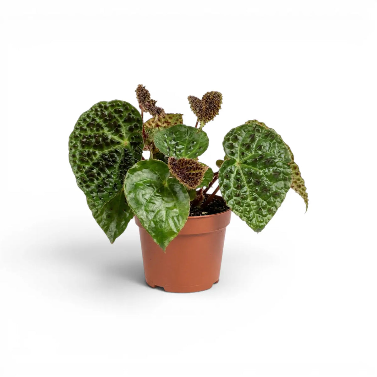 Begonia ferox mit strukturierten grünen Blättern im Kulturtopf.