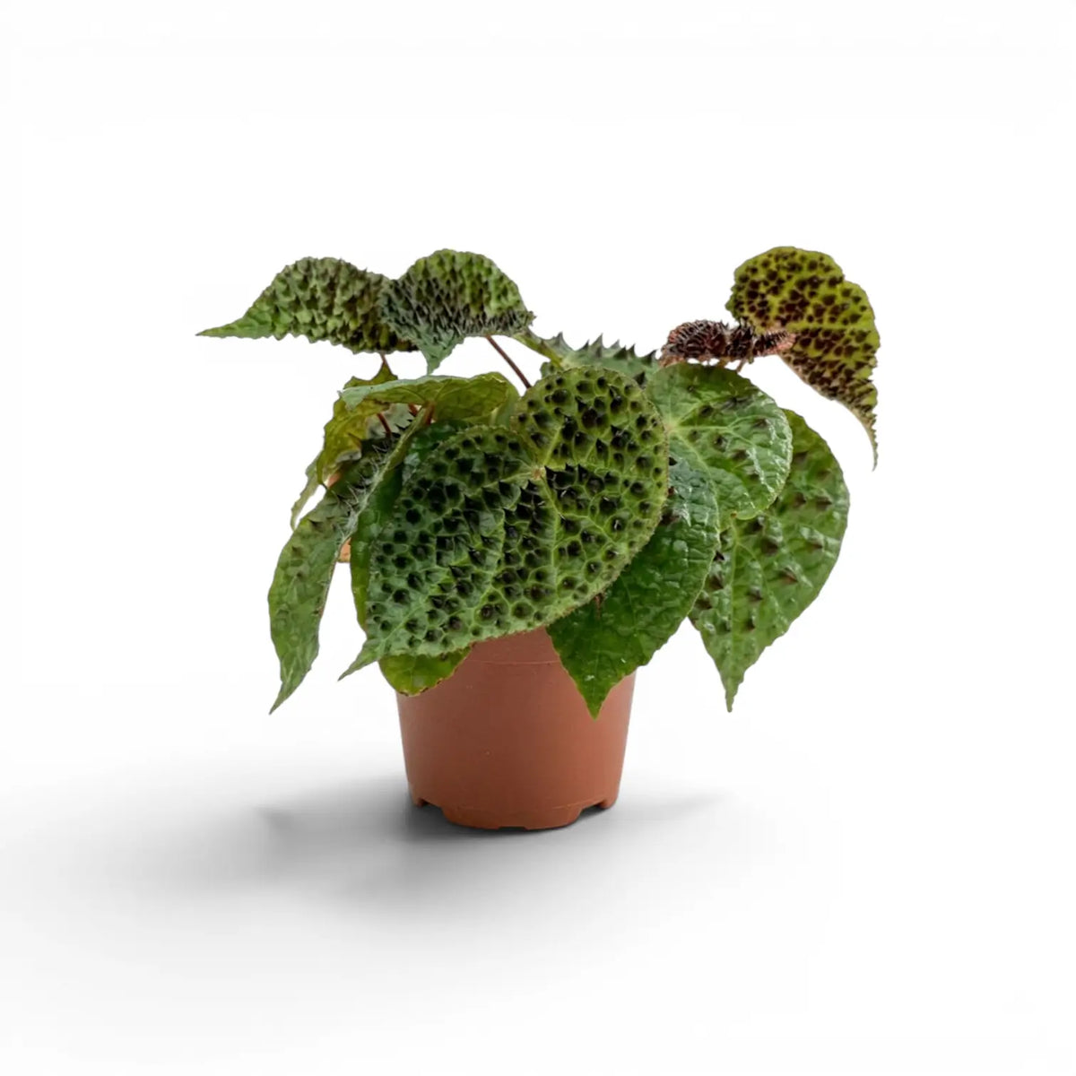 Begonia ferox mit strukturierten grünen Blättern im Kulturtopf.