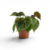 Begonia ferox mit strukturierten grünen Blättern im Kulturtopf.