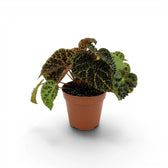 Begonia ferox mit strukturierten grünen Blättern im Kulturtopf.