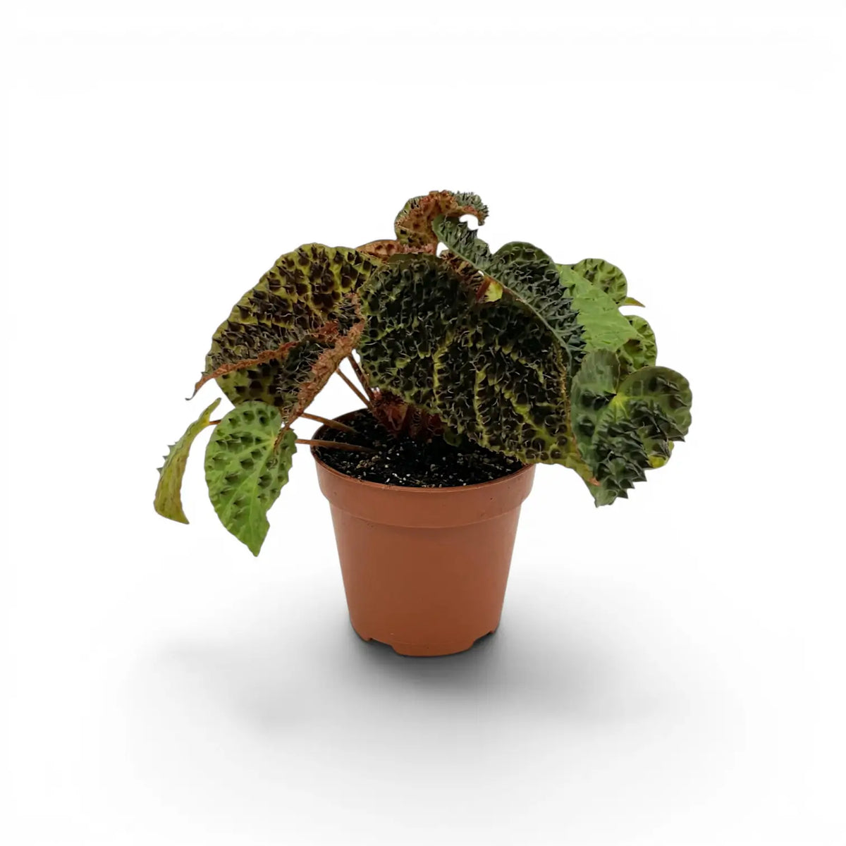 Begonia ferox mit strukturierten grünen Blättern im Kulturtopf.